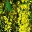 Laburnum x watereri 'Vossii'.jpg